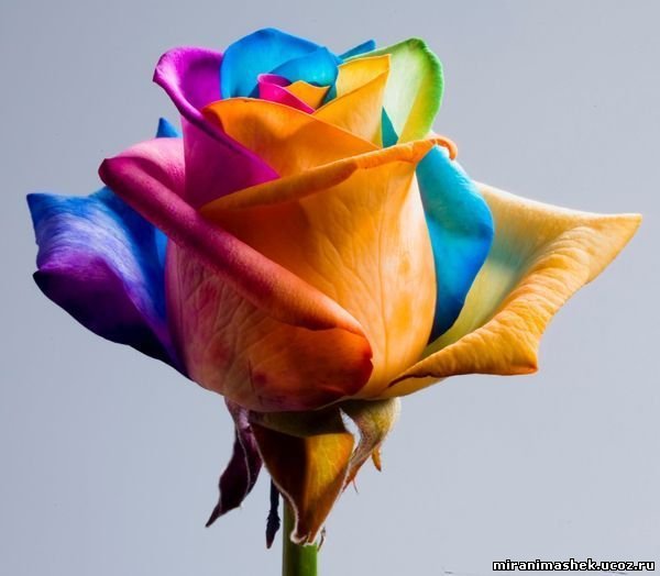http://miranimashek.ucoz.ru/_ph/206/2/207453115.jpg
