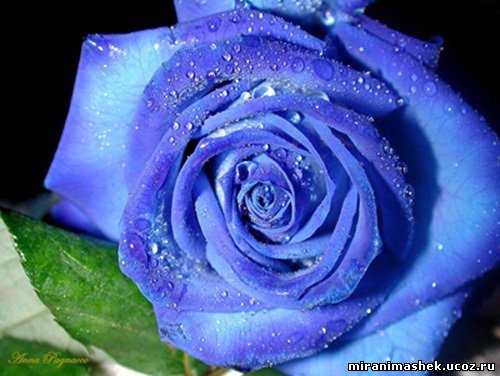 http://miranimashek.ucoz.ru/_ph/206/2/231479395.jpg