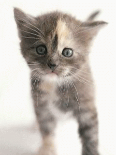 Анимация Кошки, котята и картинки Кошки, котята на сайте Мир анимашек
