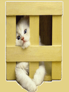 Картинки с котятами - Страница 2 418506394