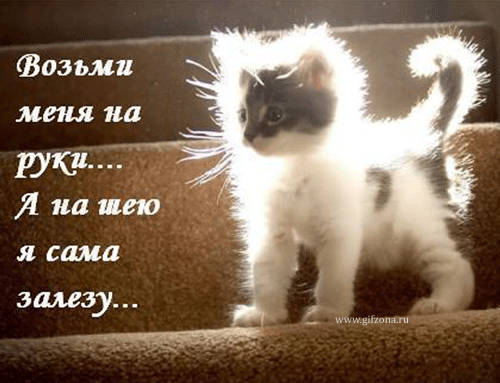 Картинки с котятами - Страница 2 732199934