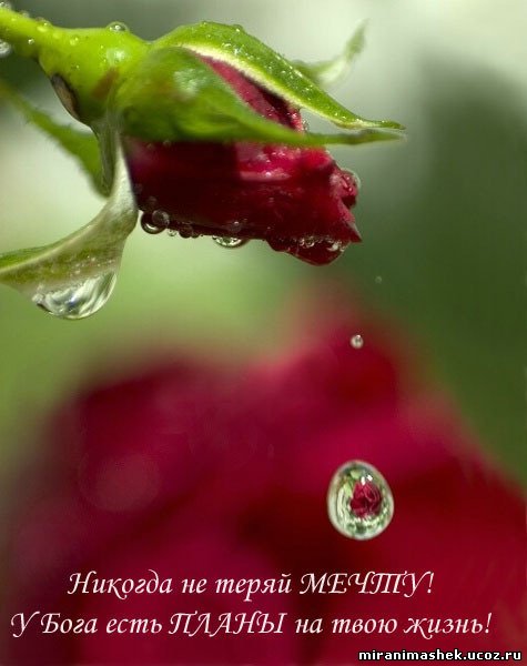 http://miranimashek.ucoz.ru/_ph/135/2/993245602.jpg