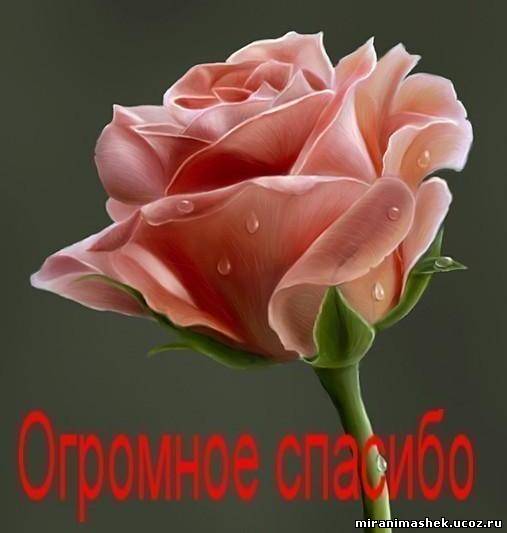 http://miranimashek.ucoz.ru/_ph/140/2/995197921.jpg